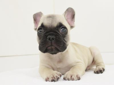 animal_image