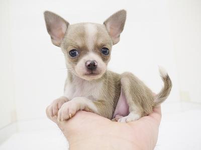 animal_image