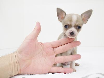 animal_image