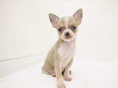 animal_image