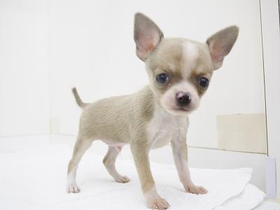 animal_image