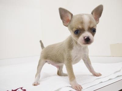 animal_image