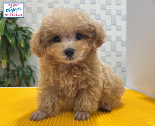 animal_image