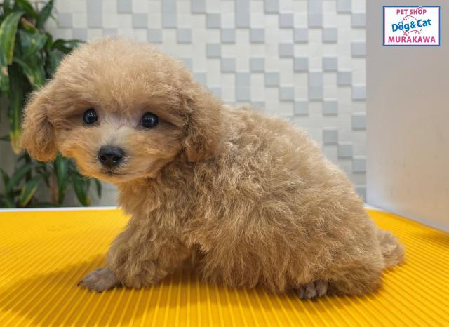 animal_image