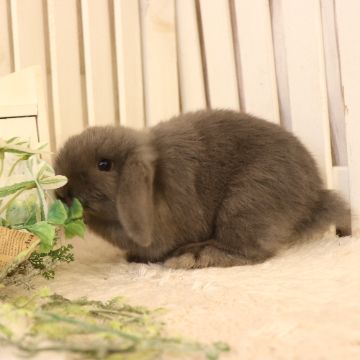 animal_image