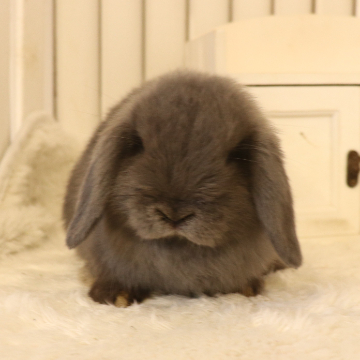 animal_image