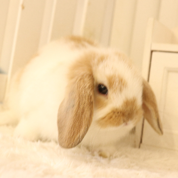 animal_image