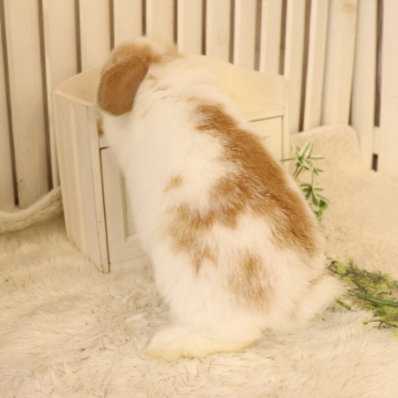 animal_image