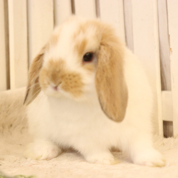 animal_image