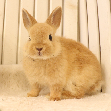 animal_image