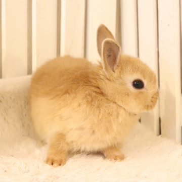 animal_image
