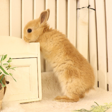 animal_image