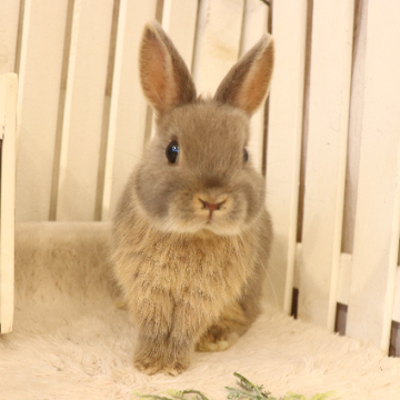 animal_image