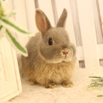 animal_image