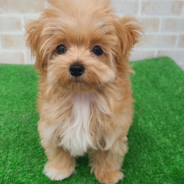 animal_image