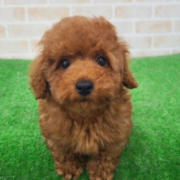 animal_image