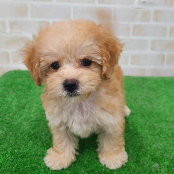 animal_image