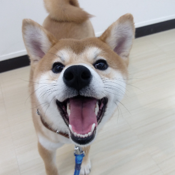 animal_image