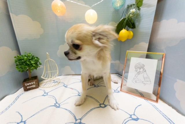 animal_image