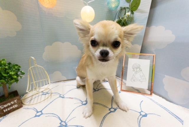 animal_image