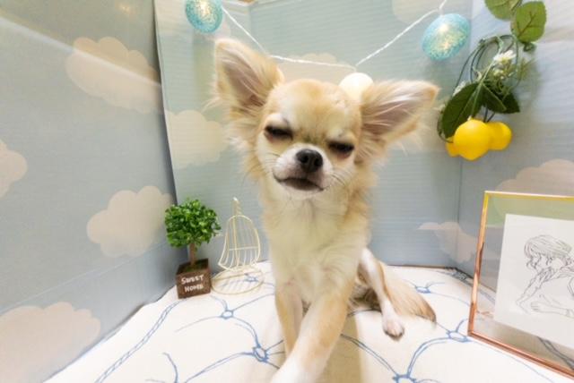 animal_image