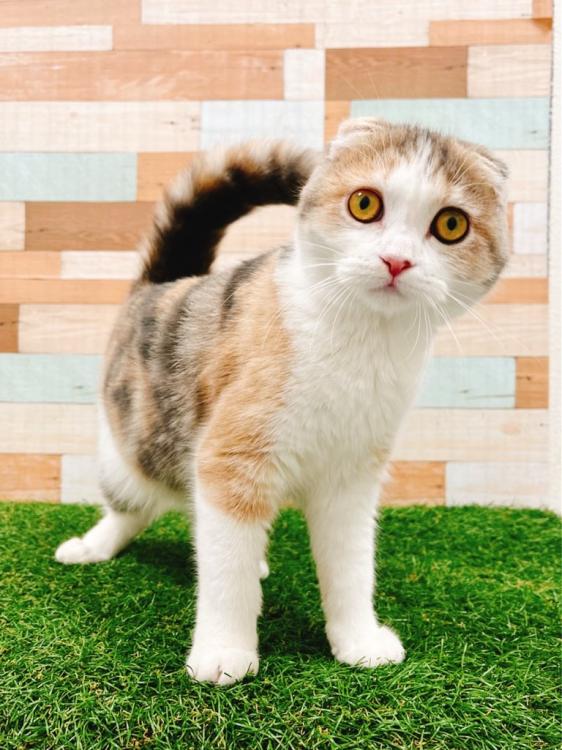 animal_image