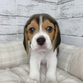 animal_image