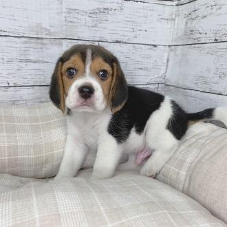 animal_image