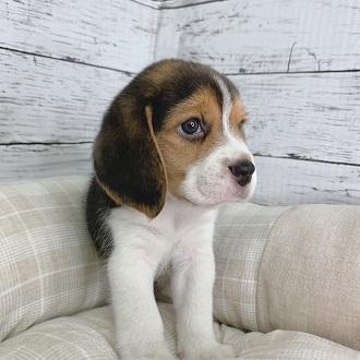 animal_image