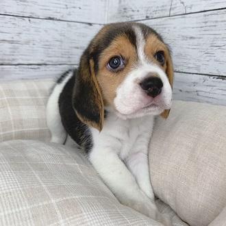animal_image