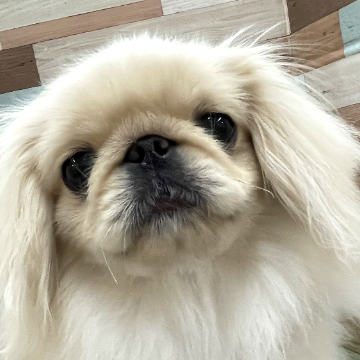 animal_image