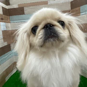 animal_image