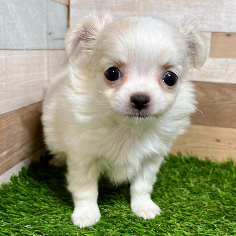 animal_image
