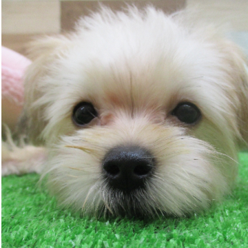 animal_image