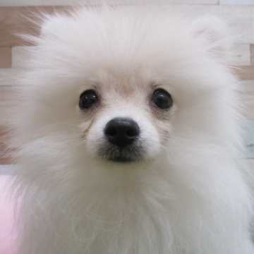animal_image