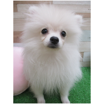 animal_image