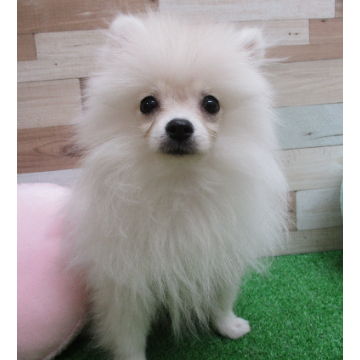 animal_image