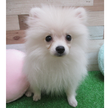 animal_image