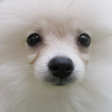 animal_image