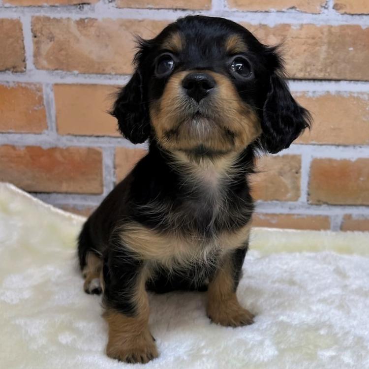 animal_image