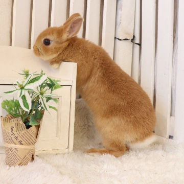 animal_image