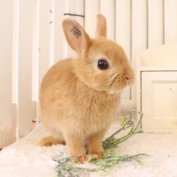 animal_image