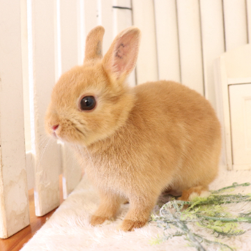animal_image