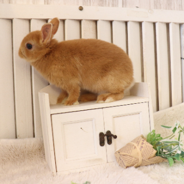 animal_image