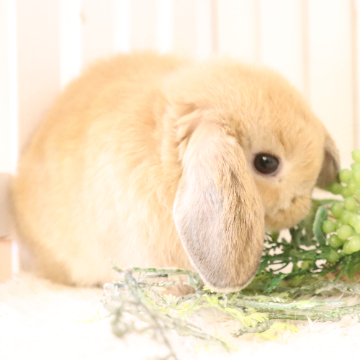 animal_image