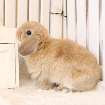 animal_image