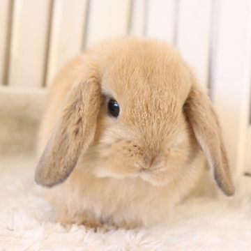 animal_image