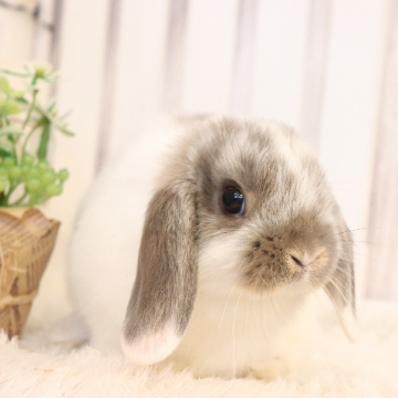 animal_image