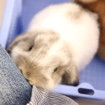 animal_image