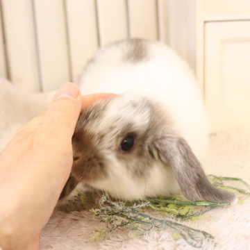 animal_image